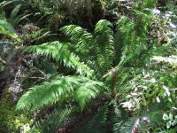 Albums/20060200-New Zealand 2006/20060210-Te Anau to Milford/32